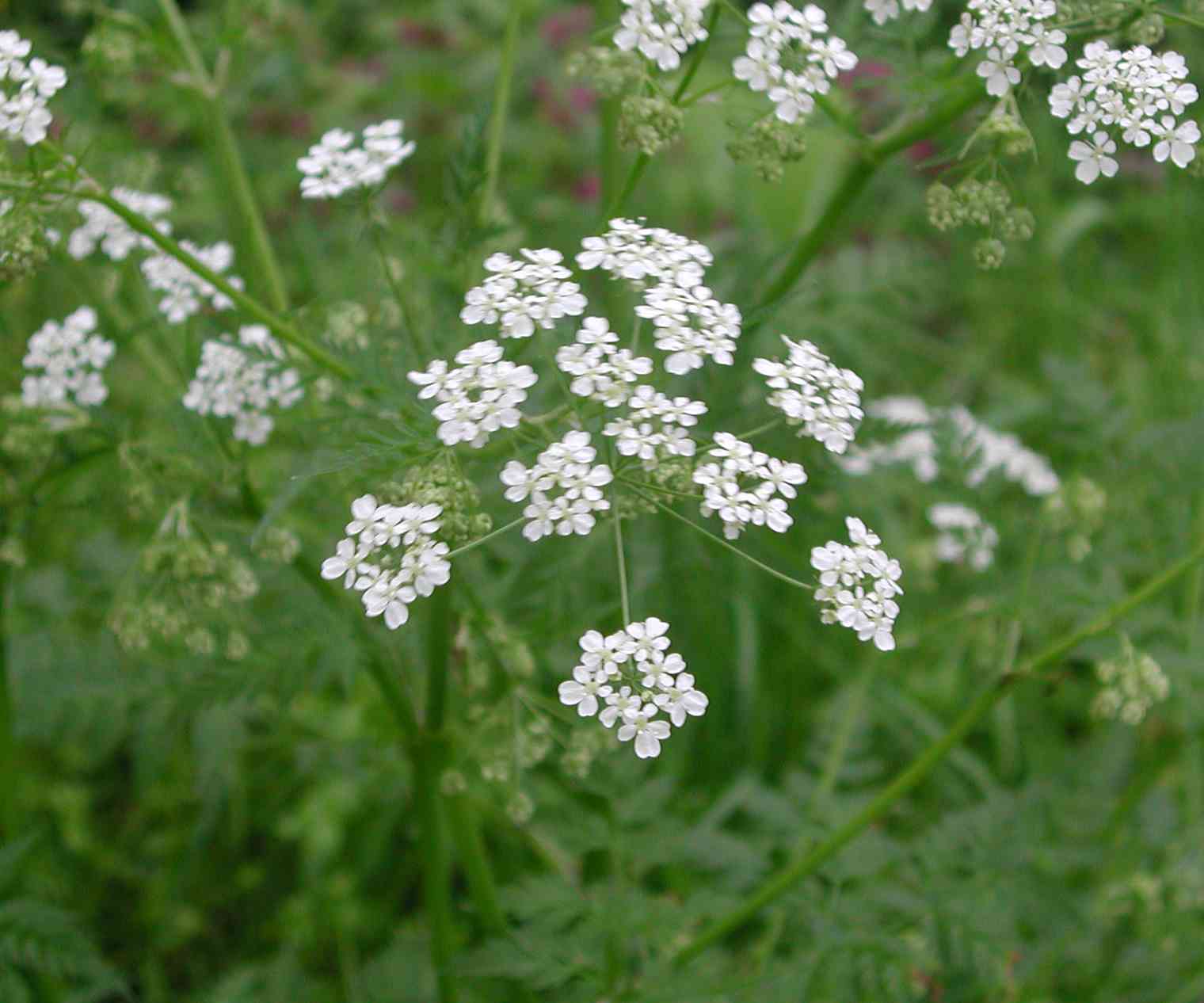 Ombrellifera1